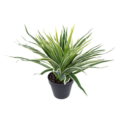 Green plant GREEN GRASS, H30cm, black pot 