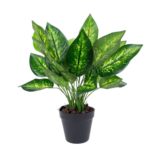 Зеленое растение DIEFFENBACHIA, H45см, черный горшок