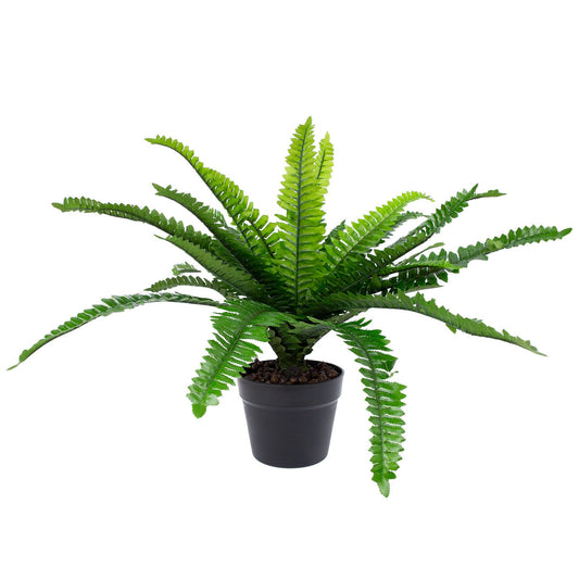 Зеленое растение BOSTON FERN, H60см, черный горшок