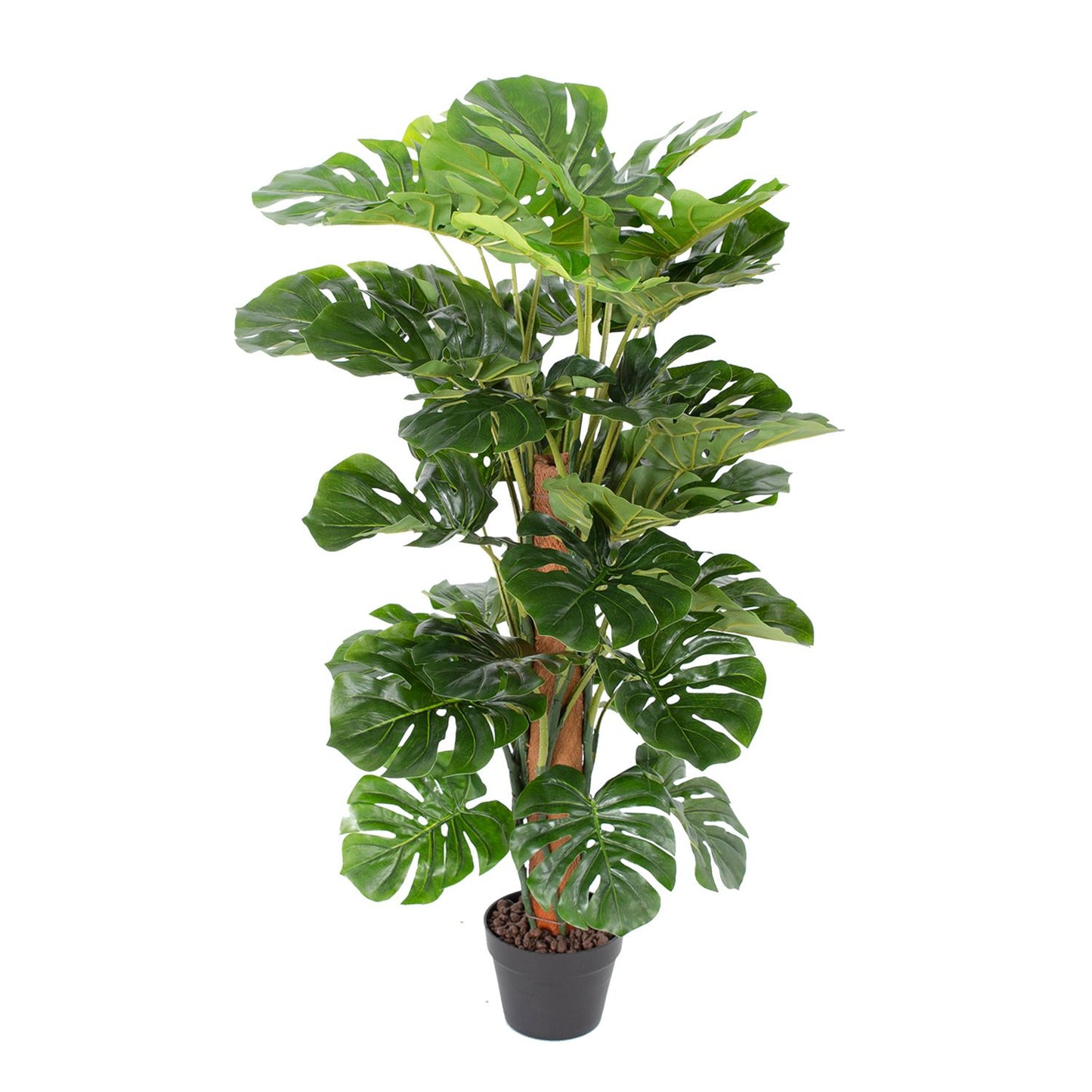 Zaļš augs MONSTERA, H105cm