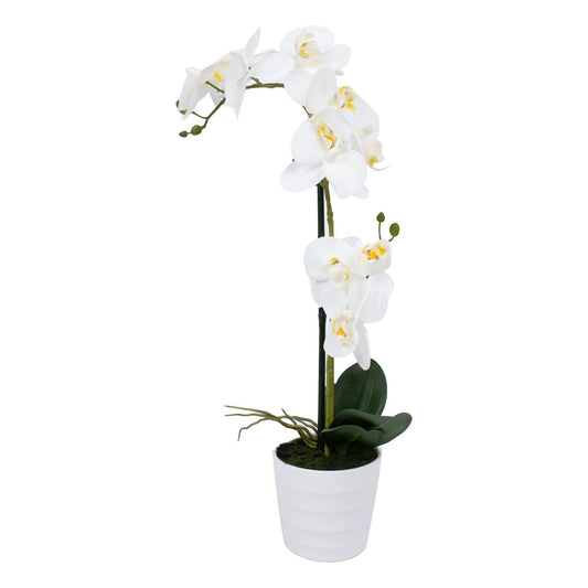 White orchid with 2 branches IN GARDEN, H51cm, white pot 