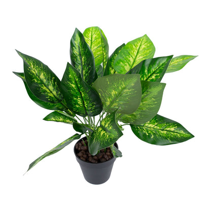 Green plant DIEFFENBACHIA, H45cm, black pot 