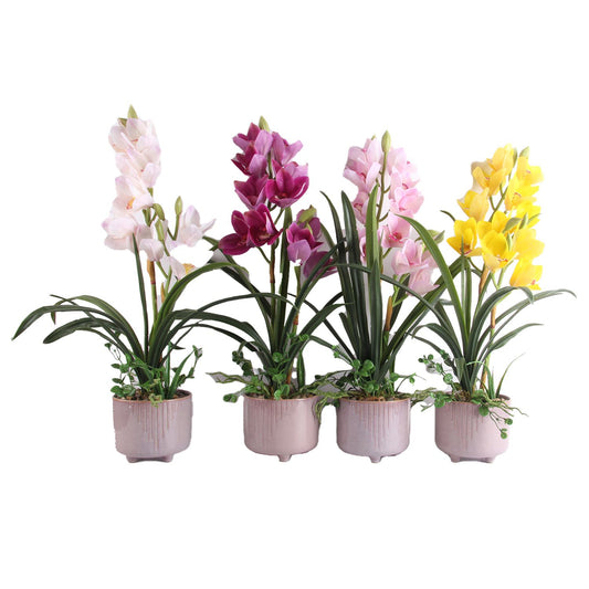 Orchid GARDEN QUEEN H70cm, white