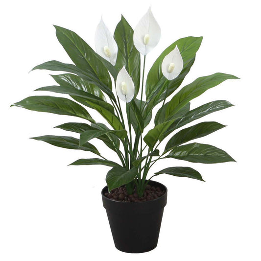 Artificial plant SPATHE H60cm, spathiphylla, black flower pot 