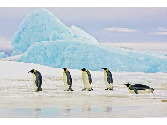 Fotoglezna PENGUINS 120X80 - Easy Home